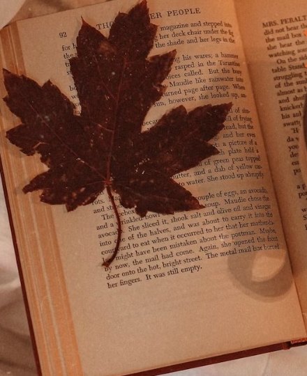 Üzerinde kurutulmuş yaprak olan açık kitap